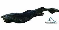 Hooktooth dogfish (Aculeola nigra)