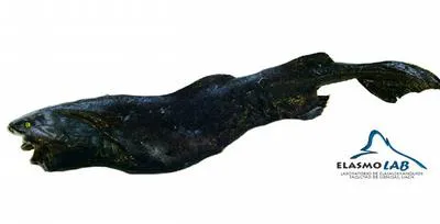 Hooktooth dogfish (Aculeola nigra)
