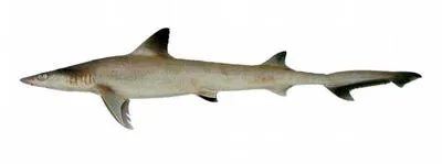 Hooktooth shark (Chaenogaleus macrostoma)