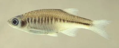 Hora danio (Devario shanensis)