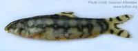 Hora loach (Botia dayi)