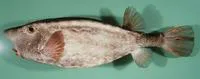 Horn-nosed boxfish (Ostracion rhinorhynchos)