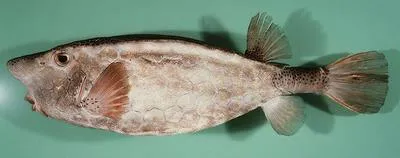 Horn-nosed boxfish (Ostracion rhinorhynchos)