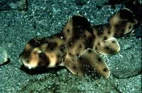 Horn shark (Heterodontus francisci)