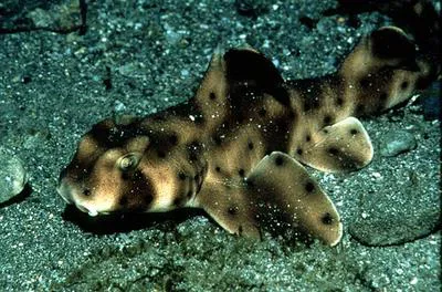 Horn shark (Heterodontus francisci)