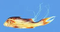 Hornaday?s paradise fish (Polynemus hornadayi)