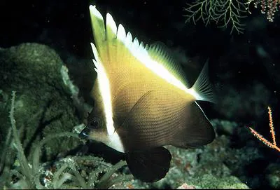 Horned bannerfish (Heniochus varius)