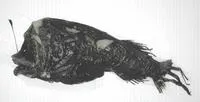 Horned lantern fish (Centrophryne spinulosa)