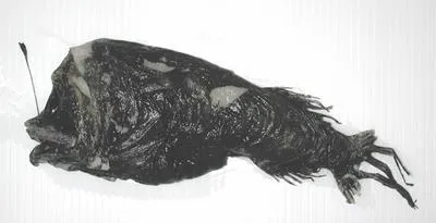 Horned lantern fish (Centrophryne spinulosa)