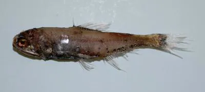 Horned lanternfish (Diaphus splendidus)
