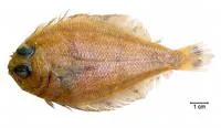Horned whiff (Citharichthys cornutus)