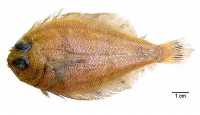Horned whiff (Citharichthys cornutus)