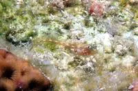 Hornless blenny (Emblemariopsis randalli)
