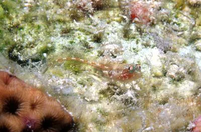 Hornless blenny (Emblemariopsis randalli)