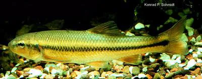Hornyhead chub (Nocomis biguttatus)