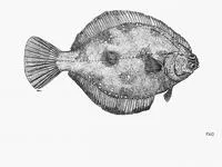 Hornyhead turbot (Pleuronichthys verticalis)