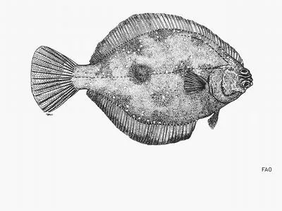 Hornyhead turbot (Pleuronichthys verticalis)