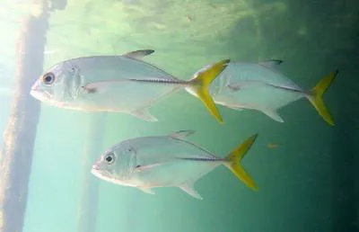 Horse-eye jack (Caranx latus)