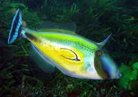 Horse-shoe leatherjacket (Meuschenia hippocrepis)