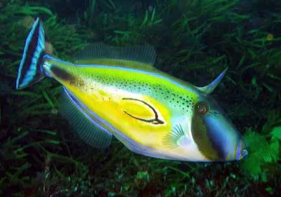 Horse-shoe leatherjacket (Meuschenia hippocrepis)