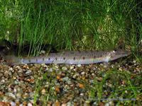 Horseface loach (Acantopsis choirorhynchos)