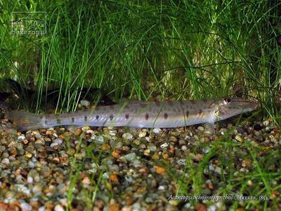Horseface loach (Acantopsis choirorhynchos)