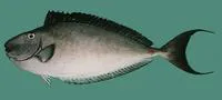 Horseface unicornfish (Naso fageni)