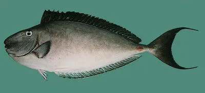 Horseface unicornfish (Naso fageni)