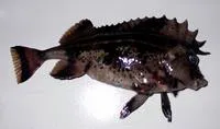 Horsefish (Congiopodus peruvianus)