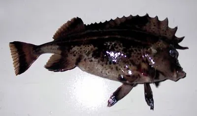 Horsefish (Congiopodus peruvianus)