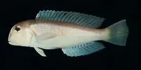 Horsehead tilefish (Branchiostegus japonicus)