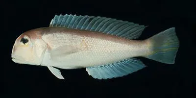 Horsehead tilefish (Branchiostegus japonicus)