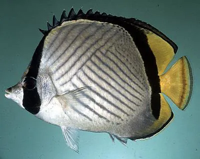 Horseshoe butterflyfish (Chaetodon pictus)