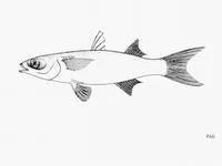 Hospe mullet (Mugil hospes)
