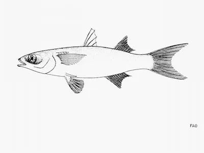 Hospe mullet (Mugil hospes)