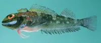 Hotlips triplefin (Helcogramma obtusirostris)