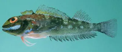 Hotlips triplefin (Helcogramma obtusirostris)