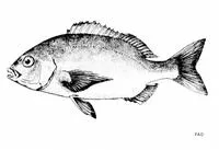 Hottentot seabream (Pachymetopon blochii)