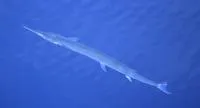 Hound needlefish (Tylosurus crocodilus crocodilus)