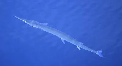 Hound needlefish (Tylosurus crocodilus crocodilus)