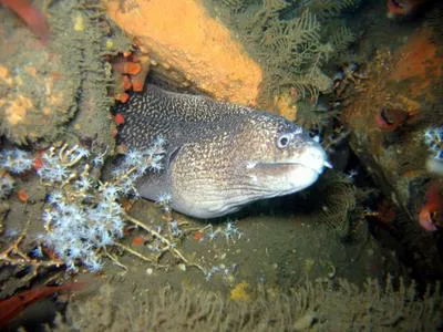 Hourglass moray (Muraena clepsydra)