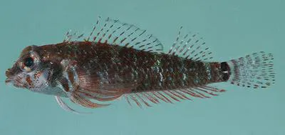 Hourglass triplefin (Enneapterygius elegans)