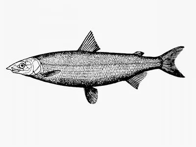 Houting (Coregonus oxyrinchus)