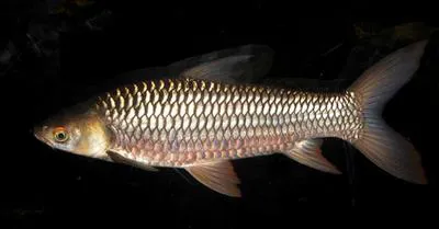 Hoven's carp (Leptobarbus hoevenii)