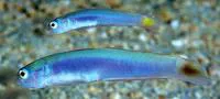Hovering goby (Ptereleotris helenae)