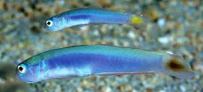 Hovering goby (Ptereleotris helenae)
