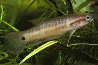 Howong betta (Betta unimaculata)