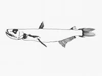Hubb's pearleye (Rosenblattichthys hubbsi)