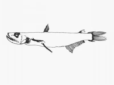 Hubb's pearleye (Rosenblattichthys hubbsi)