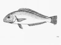 Hubbs' tilefish (Caulolatilus hubbsi)